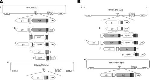 FIG 2 Schema of the strategy for the construction of HHV-6ABAC�gH and HHV-6ABAC-BgH. (A) Two sequential sequences of about 20 bp downstream ofthe deleted gH gene sequences are labeled 1 and 2; the corresponding upstream sequences are labeled 3 and 4