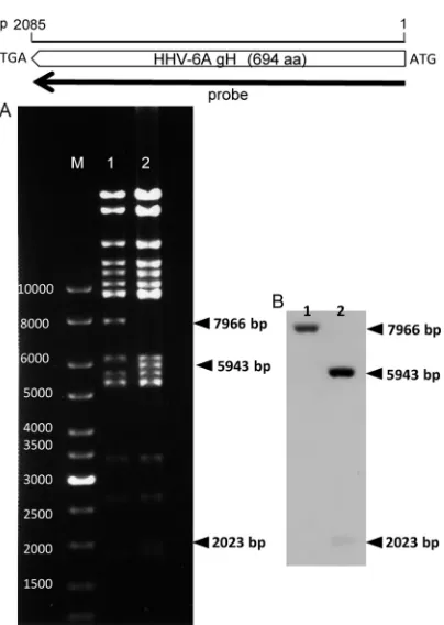 FIG 4 CPE and GFP expression in reconstituted virus-infected cells. EachBAC DNA isolated fromcells were cocultured with CBMCs on the third day posttransfection