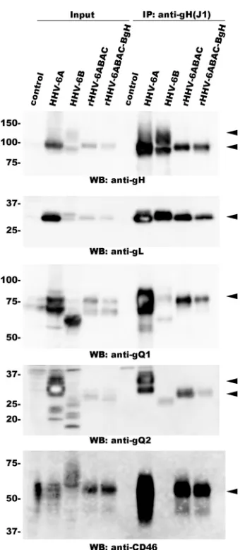 FIG 8 Immunoprecipitation using a BgH-speciﬁc antibody. Infected cellswere immunoprecipitated with OHV-3, a MAb that reacts speciﬁcally withBgH, followed by Western blotting (WB) using a different MAb, gH1-1, whichreacts with both AgH and BgH.