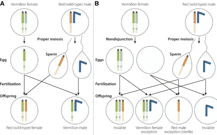 Figure 1 X chromosome nondisjunctionleads to aberrant inheritance of sex-linked traits