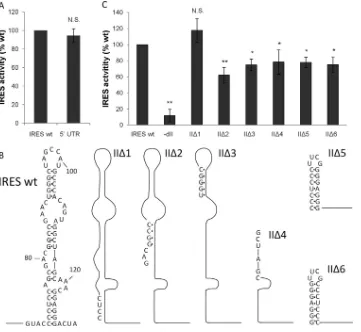 FIG 4 The role of the CSFV domain II in IRES activity. The full-length 53). N.S, not signiﬁcant; *,= UTR or IRES elements were introduced into dicistronic plasmids that express Fluc andRluc