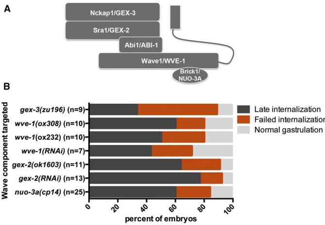 Figure 7 Targeting members of theWAVE complex affected gastrulation. (A) Sche-matic diagram of the WAVE complex: Nckap1/GEX-3, Sra1/GEX-2, Abi1/ABI-1, Wave1/WVE-1,and Brick1/NUO-3A