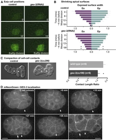Figure 8 Ea/Ep cell apical surfaceterisks mark the Ea/Ep cells. (D)mNeonGreen::GEX-3 localization inan embryo during gastrulation