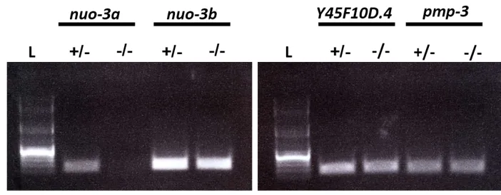 Figure   S1         Mutations   in   ced-­‐4   result   in   gastrulation   defects