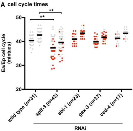 Figure 5 (A) Ea/Ep cell cycle times are reduced in some(RNAi)had an anomalous delay outside the range shown here (Ea = 62 min; Ep =64 min)