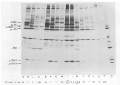 FIG. 2.O-P)wasdescribedinfected31°C,with:nine Thermosensitive processing of gag products of ts25