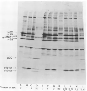 FIG. 5.describedyCigene-relatedexperiments(I-L), Thermosensitive processing of gag products of ts29 and concomitant failure to produce the env product p12(E)
