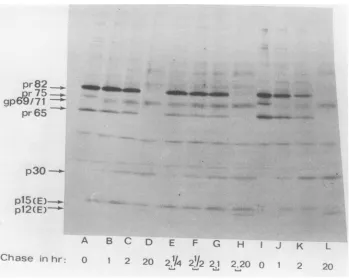 FIG. 6.shiftedpulse-labeledindicatedin the Normal processing ofgag and env products of ts28