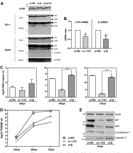 FIG 3 Knockdown of �133p53 or p53� mRNA expression in A549 cells differentially modulates H1N1 inﬂuenza virus production