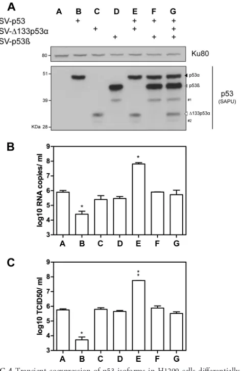 FIG 4 Transient coexpression of p53 isoforms in H1299 cells differentially