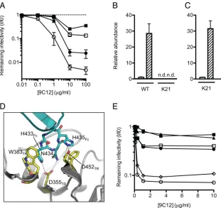 FIG 1 ADIN is essential for efﬁcient neutralization of adenovirus. (A) Antihexon monoclonal antibody 9C12 was titrated against adenovirus on clonal ﬁbroblast(MEF) lines derived from wild-type (WT) (n � 8) (circles) or TRIM21 knockout (K21) (n � 8) (squares