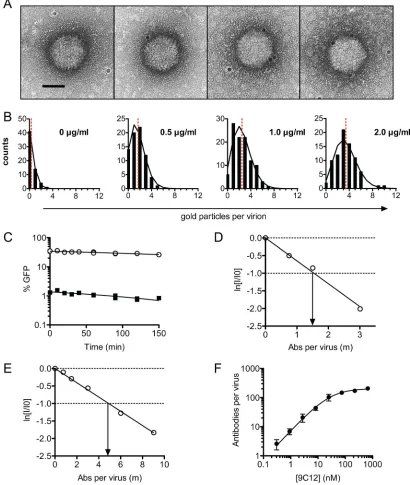 FIG 2 ADIN mediates neutralization by few antibody molecules. (A) 9C12-adenovirus complexes were immunogold labeled and examined by electron