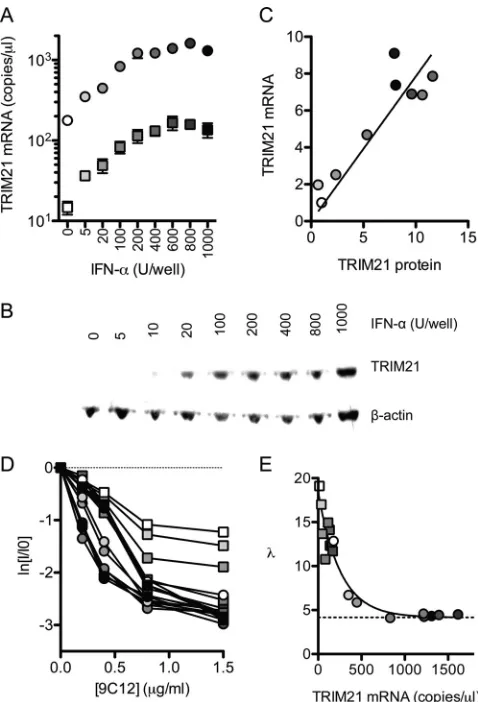 FIG 3 TRIM21 levels determine neutralization efﬁciency. (A) IFN-ear regression was used in order to calculate the number of molecules of 9C12bound at 1/� wasadded to HeLa cells (circles) or HeLa cells transduced with TRIM21 shRNA(squares), and TRIM21 mRNA 