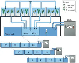 Figure 1. Halophila ovalismuelleriAustralia where experimental plants were collected (D)