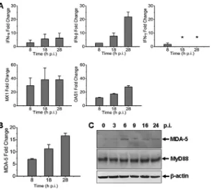 FIG 3 Antiviral responses induced in SFTSV-infected human monocytes. Total RNA were prepared from noninfected and infected cells at various time pointspostinfection, and real-time RT-PCR was performed to measure the transcript levels of IFN-�, IFN-�, IFN-�