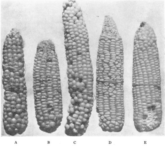 FIGURE  4.-A  series  of  ears having  a  light  pattern  of  variegation ranging from  ears with  many bands and lines of  red  (ear  A)  to  ears  that  have often only a single splash of  red color  (ear E)