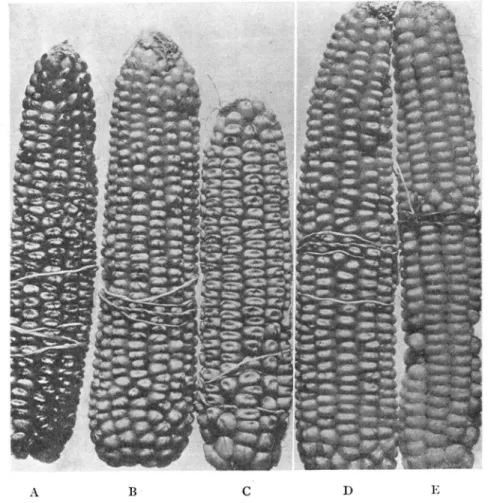 FIGURE  5.-A  series of  ears having a  heavy pattern of  variegation, ranging  from  ears  with 