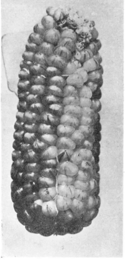 figure  5,  and  5  ears  had  a  pattern  as  coarse as that of  ear  B,  figure  5. 