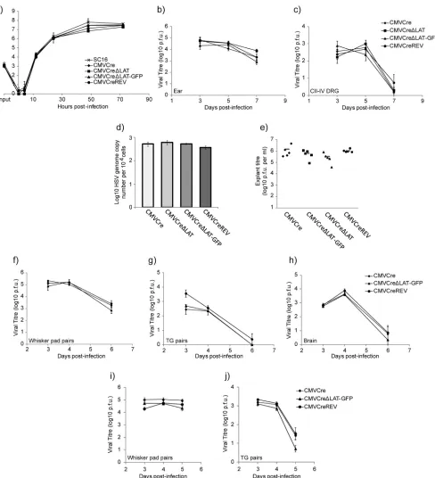 FIG 2 Cre reporter virus growth characterization. (a) Low (0.01) MOI. In vitro growth curves of recombinant viruses and wild-type strain SC16 from duplicateexperiments performed in BHK cells are shown
