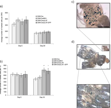 FIG 3 LAT promoter-negative HSV-1 establishes latency at a higher frequency than the wild type in the TG
