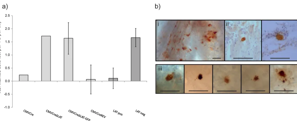 FIG 6 Maintenance of the latent cell reservoir is unstable in the absence of LAT expression