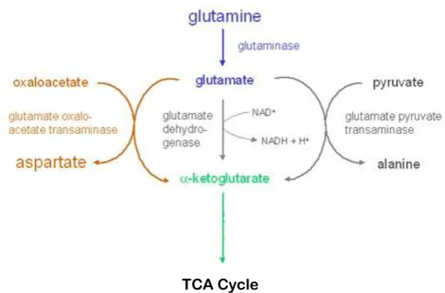 Figure 1.5: The glutaminolysis pathway 