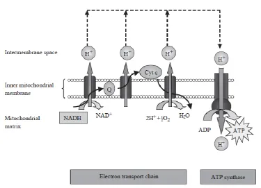 Figure 1.7: The process of OxPhos 