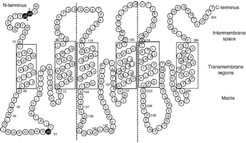 Figure 1.10: Tripartite structural model of UCP1 in the MIM 