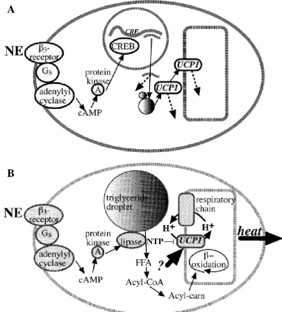 Figure 1.11: Hormonally-induced expression and regulation of UCP1 