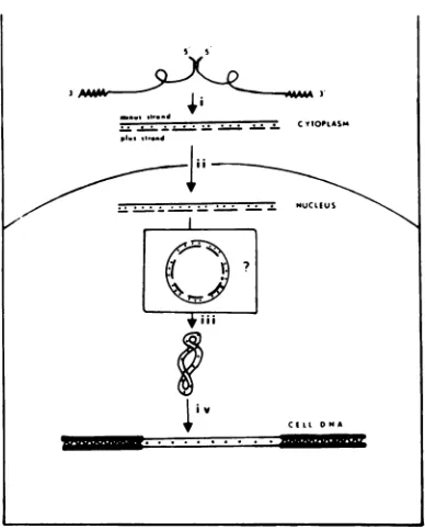 FIG.1.ThetwothesisassociatedtRNA"Pdancytiated"leaps"subunitlengthstrand,sizedlengthtion,cleus,isprimer.publishedjoinedintermediate.genome(1).presumablymayforefrommust transported Model for the synthesis of ASV DNA