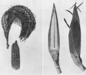 FIGURE 6.--Dioecious maize: mature seeds in the terminal and lateral inflorescences of a female plant (left) and sterile lateral inflorescences of a male plant (right)