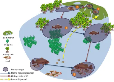 Figure 1.1: Conceptual illustration of the 4 main types of movement influencing distribution across a coastal seascape, using the mangrove jack Lutjanus argentimaculatus as an example