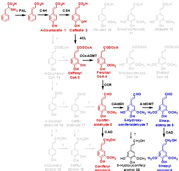 Figure 2.5  Biosynthetic pathway to lignin precursors. 