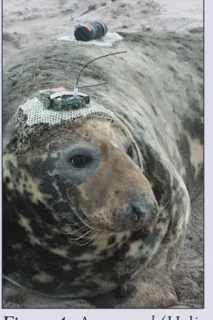 Figure 4. A gray seal (Hali-choerus grypus) tagged withan acoustic transceiver used todetect other nearby taggedanimals and a satellite trans-mitter used to track move-ments of the seal itself.