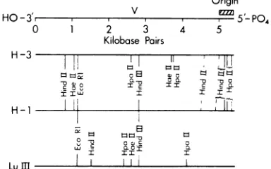 TABLE 4. Effect of tsi4 or wt H-i coinfection on the RF DNA synthesis ofH-3 and LuIIIa
