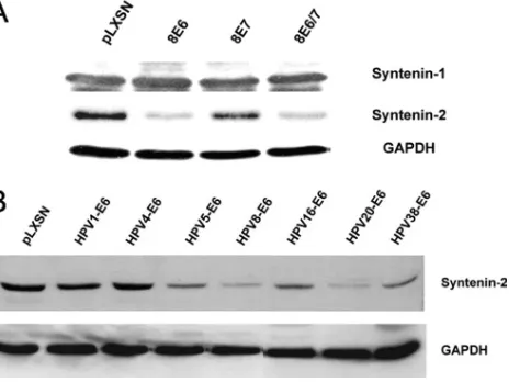 FIG 1 Downregulation of syntenin-2 protein expression in keratinocytes ex-pressing HPV E6