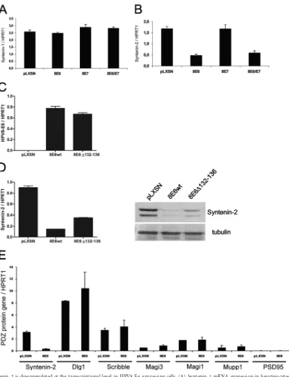 FIG 2 Syntenin-2 is downregulated at the transcriptional level in HPV8 E6-expressing cells
