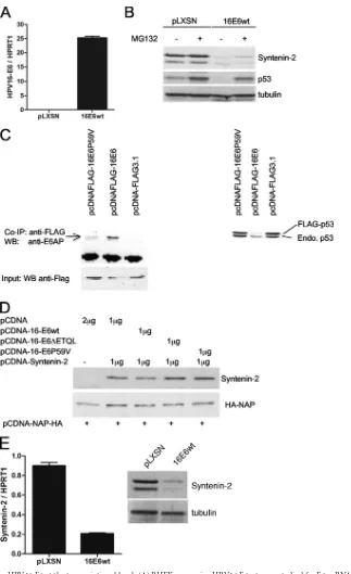 FIG 3 Syntenin-2 is targeted by HPV16 E6 at the transcriptional level. (A) PHEK expressing HPV16 E6 wt were studied for E6 mRNA expression by qRT-PCR.(B) HPV16 E6-positive PHEK were incubated in the presence of either MG132 or solvent before harvesting and