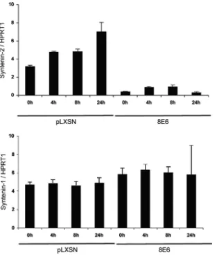 FIG 4 Syntenin-1 and -2 mRNA levels in control or HPV8 E6-expressing primary keratinocytes after UVB irradiation
