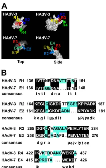 FIG 2 Conﬁrmation of expression of the four chimeric hexons based on RT-PCR and Western blot assays