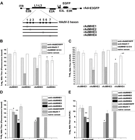 FIG 4 Cross-neutralization responses between hexon chimeric vectors and rAd�E3GFP or HAdV-7