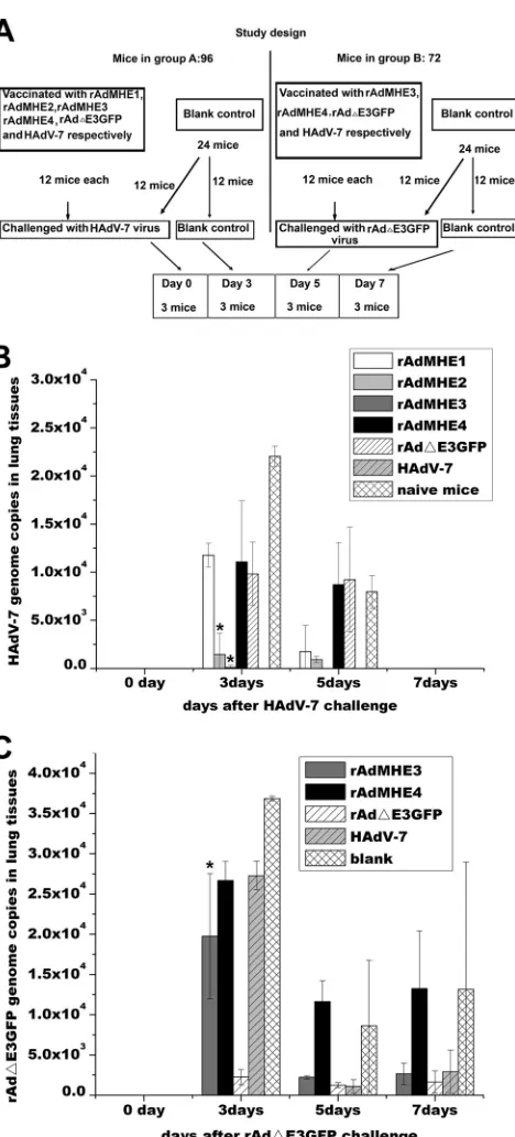 FIG 5 Analysis of NAb responses of BALB/c mice to rAd�E3GFP orHAdV-7 infection generated by preimmunization with rAdMHE1,rAdMHE2, rAdMHE3, or rAdMHE4