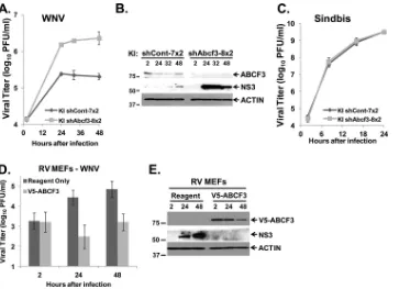 FIG 7 Further analysis of the involvement of ABCF3 in Oas1b-expressing MEFs. KI shCont-7 and KI shAbcf3-8 MEFs were transduced a second time with control andAbcf3-speciﬁc lentiviral shRNAs, respectively