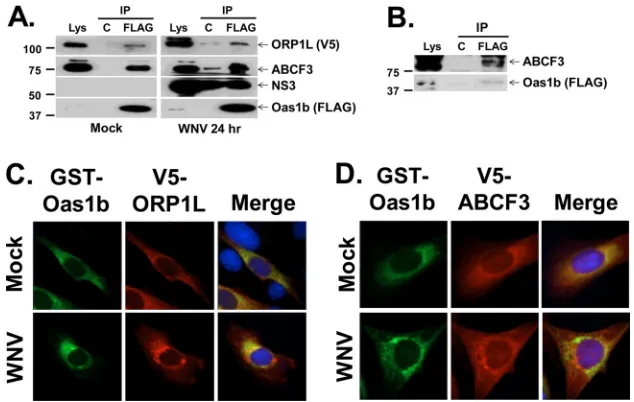 FIG 2 In vitropartner peptide were individually translated coimmunoprecipitation of Oas1b�TM and putative partner peptides ORP1L and ABCF3