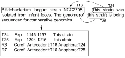 Figure 2: Example of annotating coreference resolution.T16 is a bacterium which is delivered in *.a2 ﬁle, T24and T25 are anaphoric expressions
