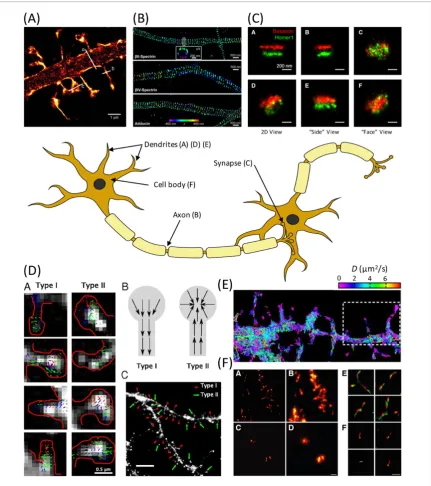 Figure 3. Single molecule localization microscopy, SMLM, uncovers the molecular anatomy of the neuron