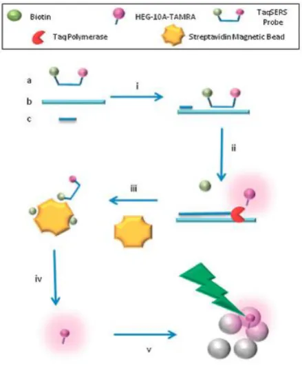 Figure 3. TaqSERS assay; (i) hybridisation of TaqSERS probe, a, target sequence, b, and primers, c, (ii) Taq polymerase (0.1 mol dmenzyme simultaneously elongates primers and digests probe, (iii) streptavidin-coated magnetic beads are introduced to remove 