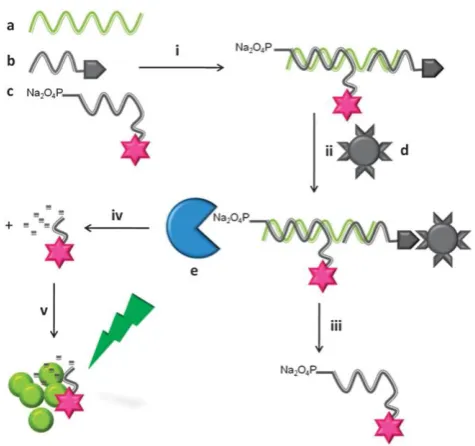 Figure 4. Schematic representation of the exo-SERS assay.  Hybridisation between the unlabelled target, a, the capture 