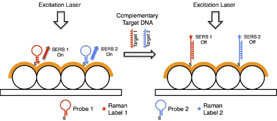 Figure 6. Schematic representation of the MSC approach for the multiplex detection of two target DNA sequences