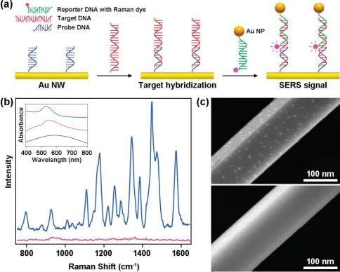 Figure 7. (a) Schematic representation for the detection of target DNAs by Au particle-on-wire system